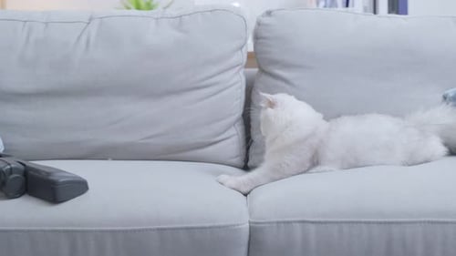 Close up hand of woman vacuuming dust and fur on floor from little cat.