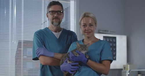 Veterinarians Holding Gray Tabby Cat in Clinic