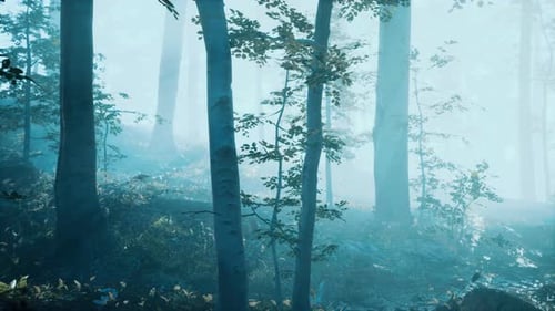 Morning Fog in Deep Forest