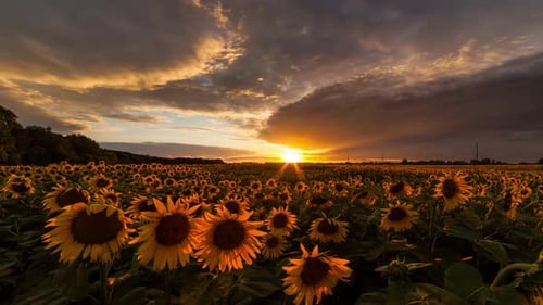 Zeitraffer des Sonnenblumenfeldes bei Sonnenuntergang