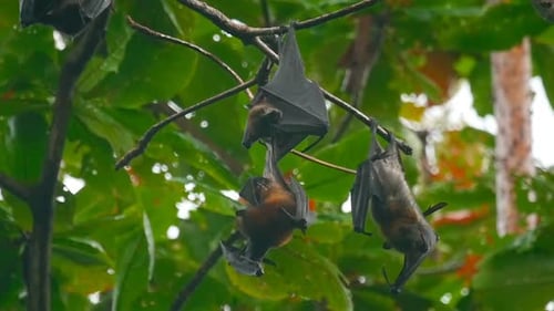 Fliegende Füchse hängen an einem Ast und waschen