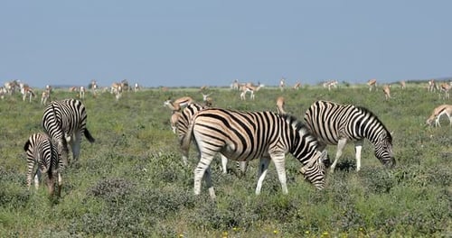 zebra in african bush, Africa wildlife