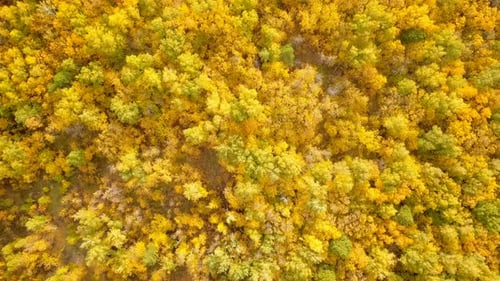 Autumn Forest Nature
