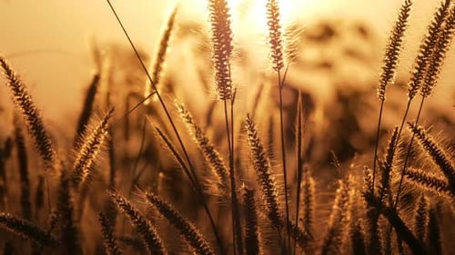 Tall Grass Swaying in Golden Sunset Light