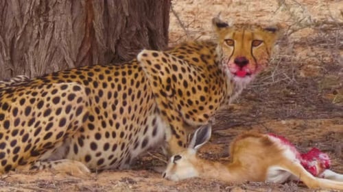 Ein unersättlicher Gepard schaut sich stark um und ernährt sich dann weiter von einem toten Tier unter dem Baum in S.