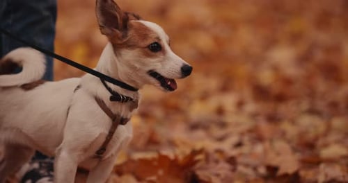 Little Dog Walking at the Autumn Park
