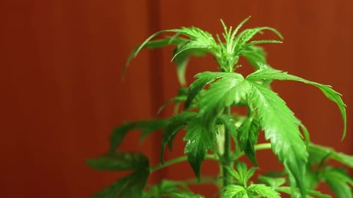 Marijuana plant close-up, cannabis leaves with copy space. Weed moving on wind footage