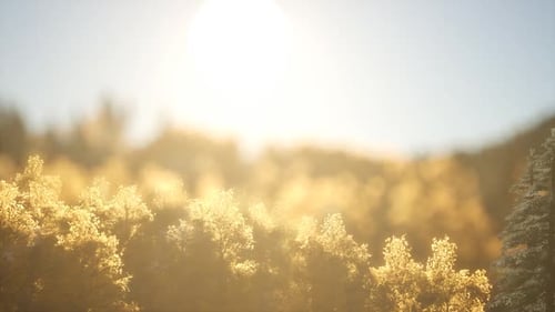 Forêt de pins au lever du soleil avec rayons de soleil chauds