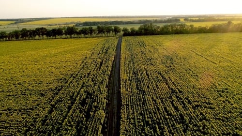 Die malerische Schotterstraße durch Sonnenblumenfelder. Luftbild.