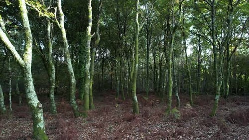Trees in Autumn Forest