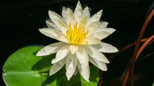 Elegant White Water Lily Floating Peacefully on Pond