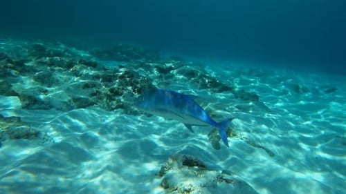 Jurel gigante nadando en aguas tropicales