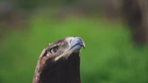 Der Adler hebt abrupt vom Boden ab