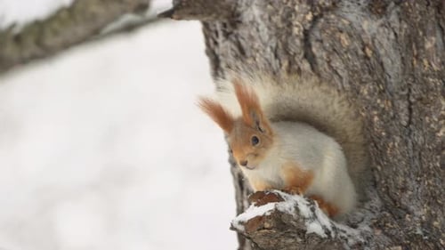 The Squirrel Sits On A Tree In The Winter Forest