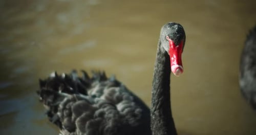 Zwei erwachsene schwarze Schwäne im See an einem sonnigen Tag.