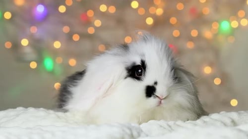 Cute Rabbit Posing with Christmas Lights
