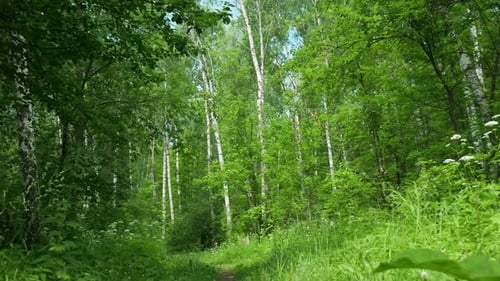 Walking Through The Woods