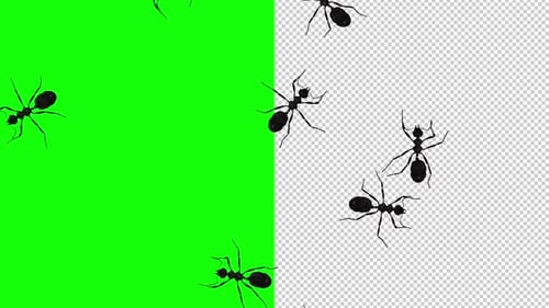 10 hormigas negras - Pantalla de paso - Vista superior - Pantalla transparente y verde