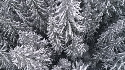 Cold Winter Snow Flakes Falling On Forest Tree Tops In 4 K 60 P Drone Shot