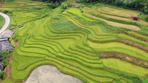 Drone View of Scenic Green and Yellow Rice Terraces in Countryside of Asia.