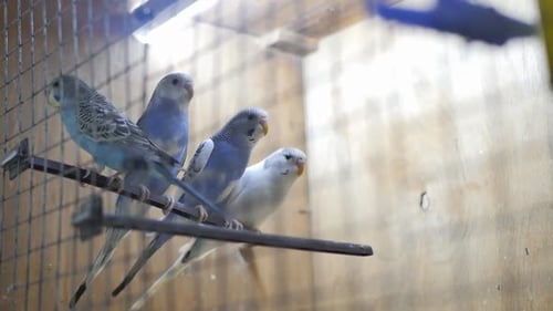 Several Parrots in a Cage in a Pet Store