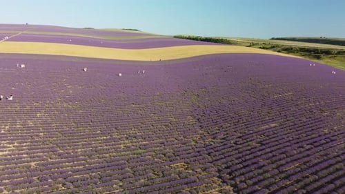 Lavender Scented Fields in Endless Rows with Blooming Flowers Aerial View Drone Purple Field Against
