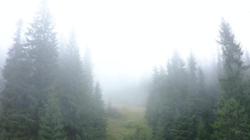 Flying down in the Misty Forest. Beautiful Nature. Aerial view of Fog in the Woodland.