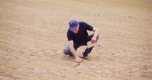 Agriculture - Farmer Examining Young Corn Growing at Agricultural Field