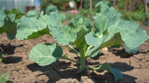 Cabbage Seedling Growing in the Sun, Slow Motion. Organic Cabbage Grows on the Farm, Close Up