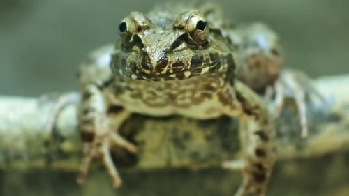 Grenouille crapaud de Malaisie ou crapaud de rivière.