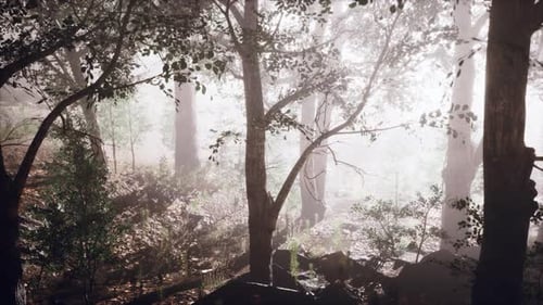 Sun Beams Pour Through Trees in Foggy Forest