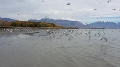 Flying low over lake towards shoreline as birds fly away