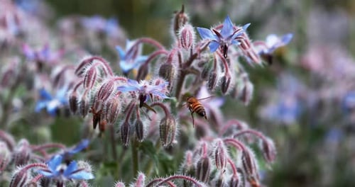 European Honey Bee, apis mellifera, Bee foraging a borage Flower, Insect in Flight, Pollination Act