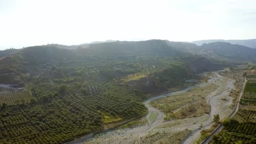 Olive Tree In Italy for Oil