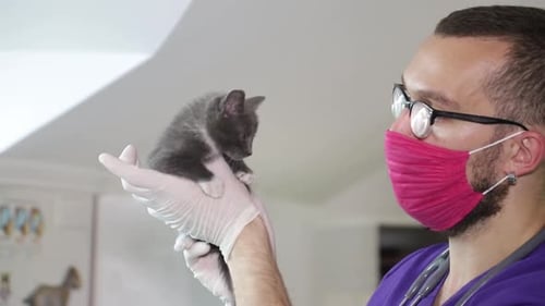 Veterinarian Examines Tiny Grey and White Kitten