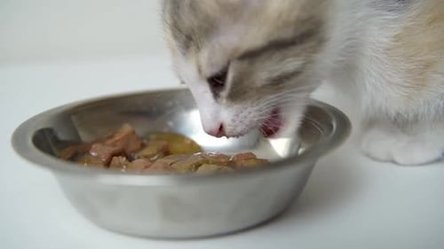 Kitten Eating Wet Food from a Silver Bowl