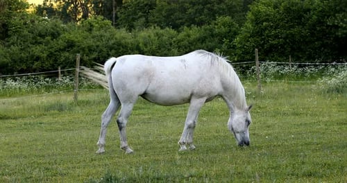 beautiful health white horse grazing in a spring grass meadow pasture in evening, farming concept