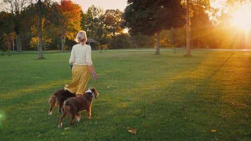 Rear View: Active Woman Walking with Two Dogs in a Well-groomed Park at Sunset