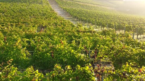 Vineyard Summer Field