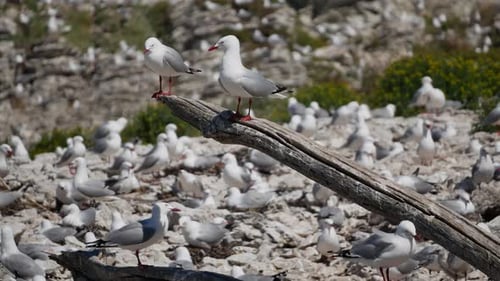 Seagull sitting on wooden block at Kaikoura Beach, South Island