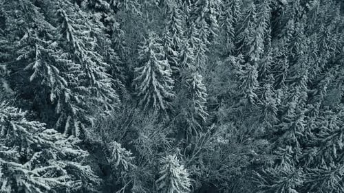 Aerial Top Down Drone View of Winter Mixed Forest