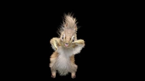 Chipmunk: Tanzen HD