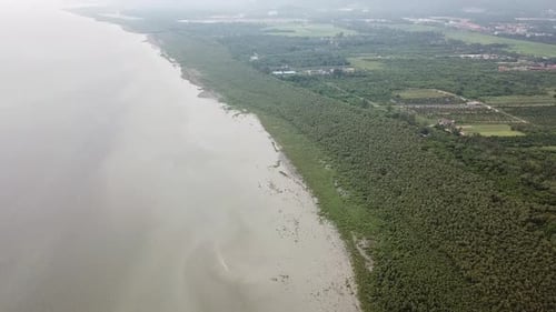 Aerial drone view mangrove trees near sea