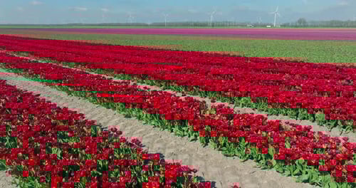 Rows of Yellow, red and Pink Tulips in Flevoland The Netherlands with wind turbines spinning.