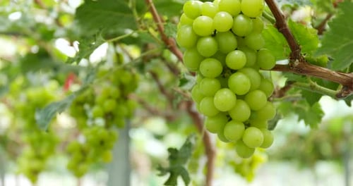 Farm mit frischen grünen reifen Trauben