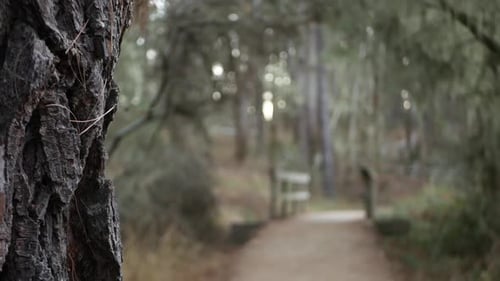 Path in Forest Wood or Grove