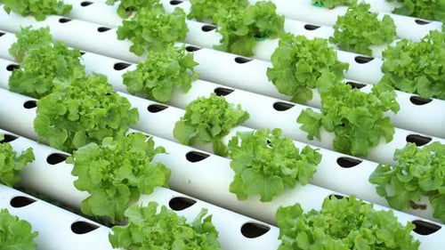panning shot of Green Oak hydroponics vegetable farming