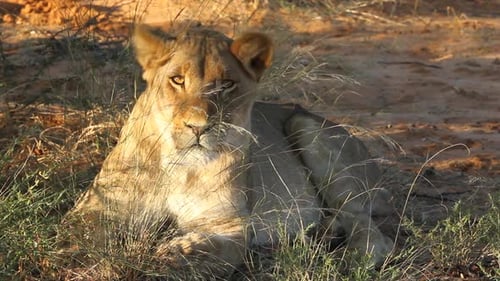 African Lioness Lying in the Grass