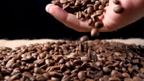 Hand Pours Roasted Coffee Beans in Close Up