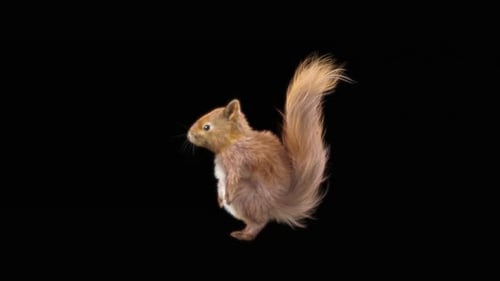 Animated Realistic Squirrel with Twitching Nose